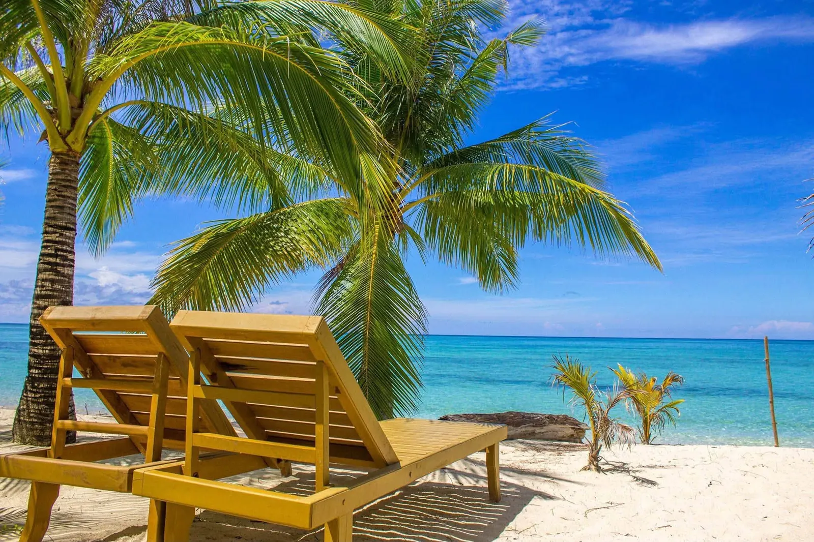 Two wooden loungers under coconut palms by a blue sea